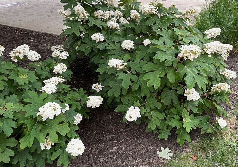 Identify the Hydrangea Before You Prune Identify the Hydrangea Before You Prune