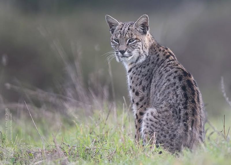 Identifying A Bobcat Versus Other Oklahoma Wildlife