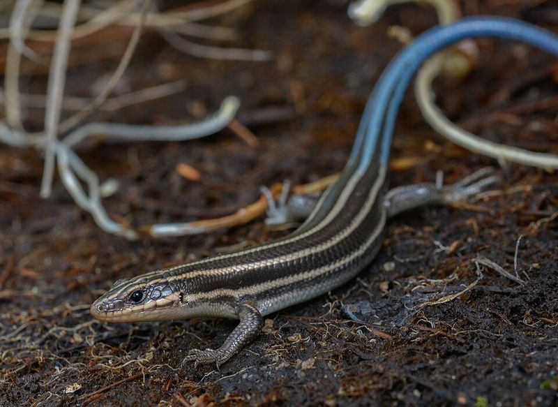 Identifying Its Signature Blue Tail