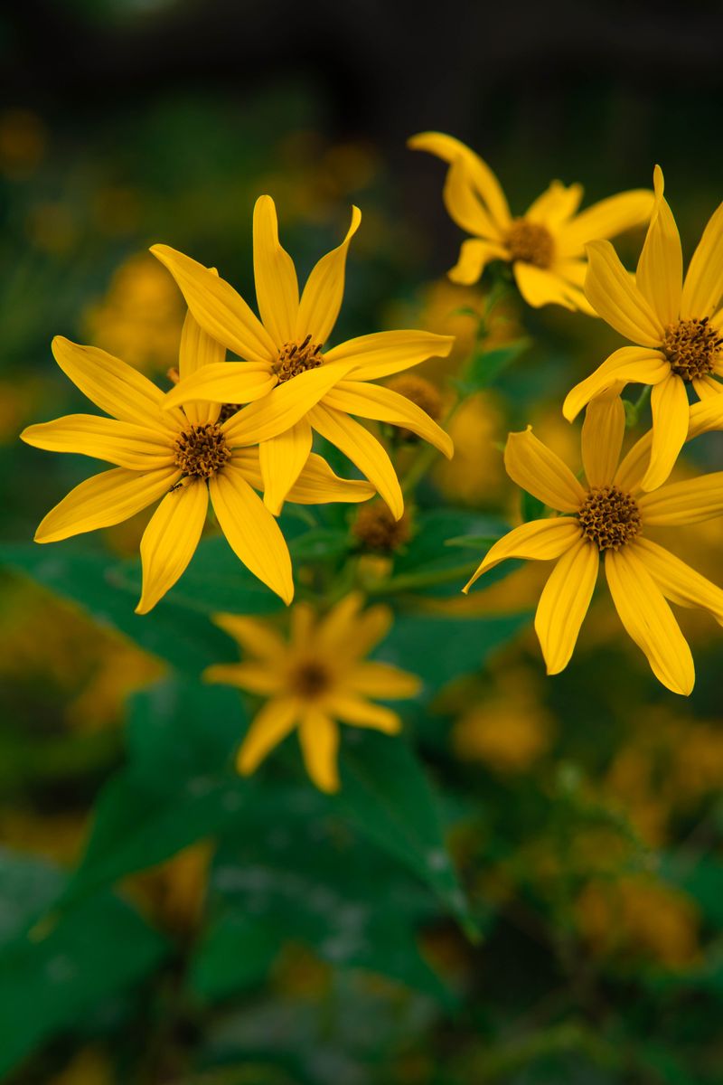 Identifying Jerusalem Artichoke In The Wild