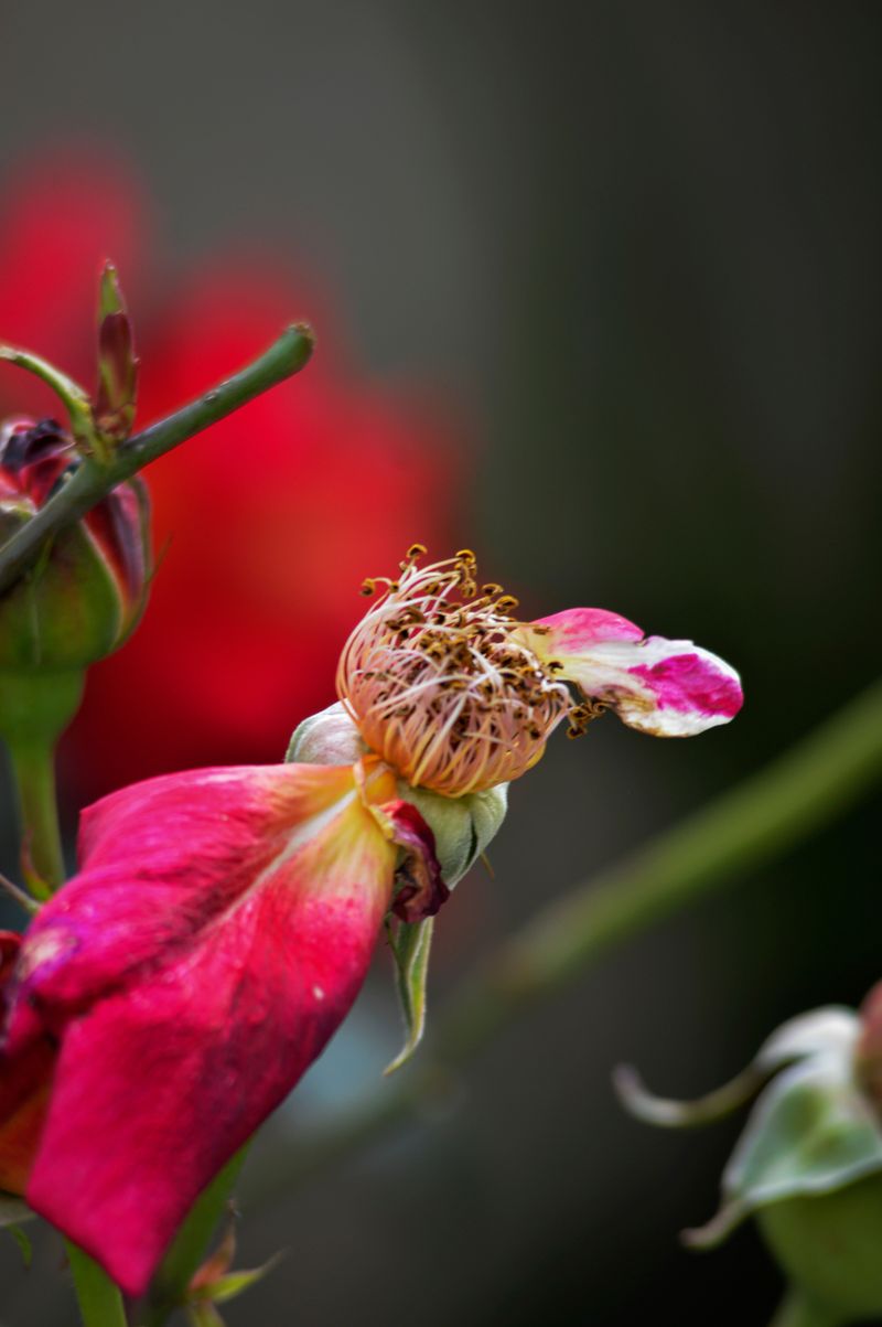 Identifying Spent Blooms Correctly Identifying Spent Blooms Correctly