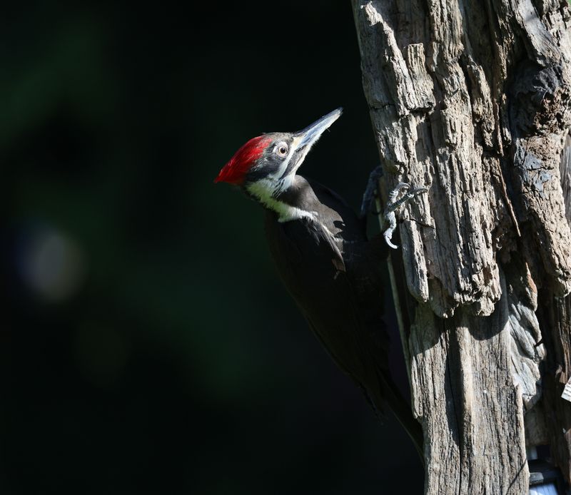 Identifying The Pileated By Size And Call Identifying The Pileated By Size And Call