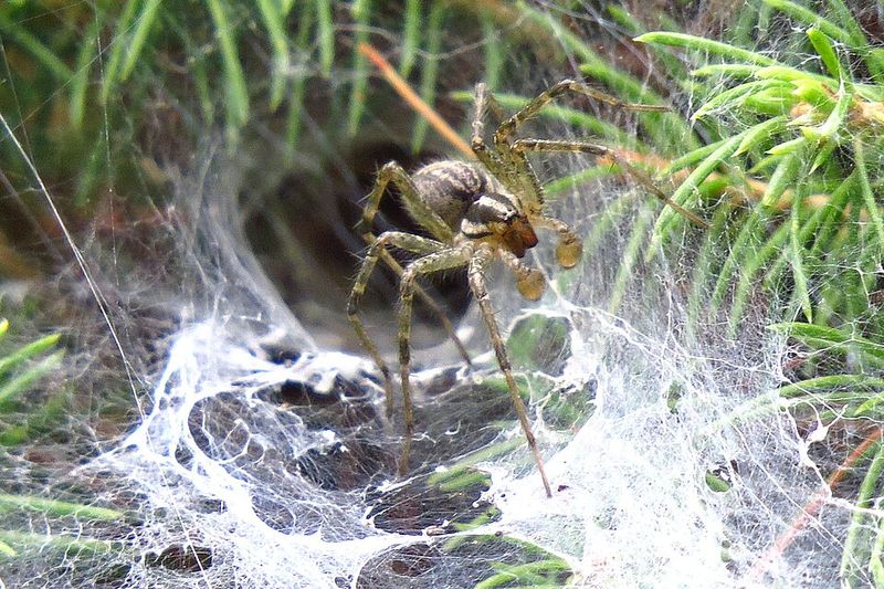 Identifying The Spiders Behind These Web Patterns Identifying The Spiders Behind These Web Patterns