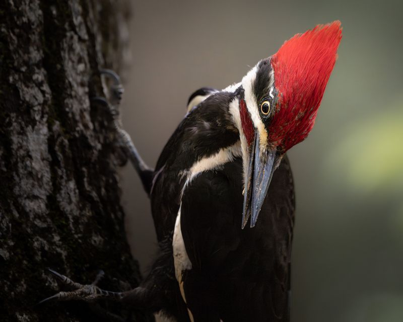 Identifying What A Pileated Woodpecker Actually Is