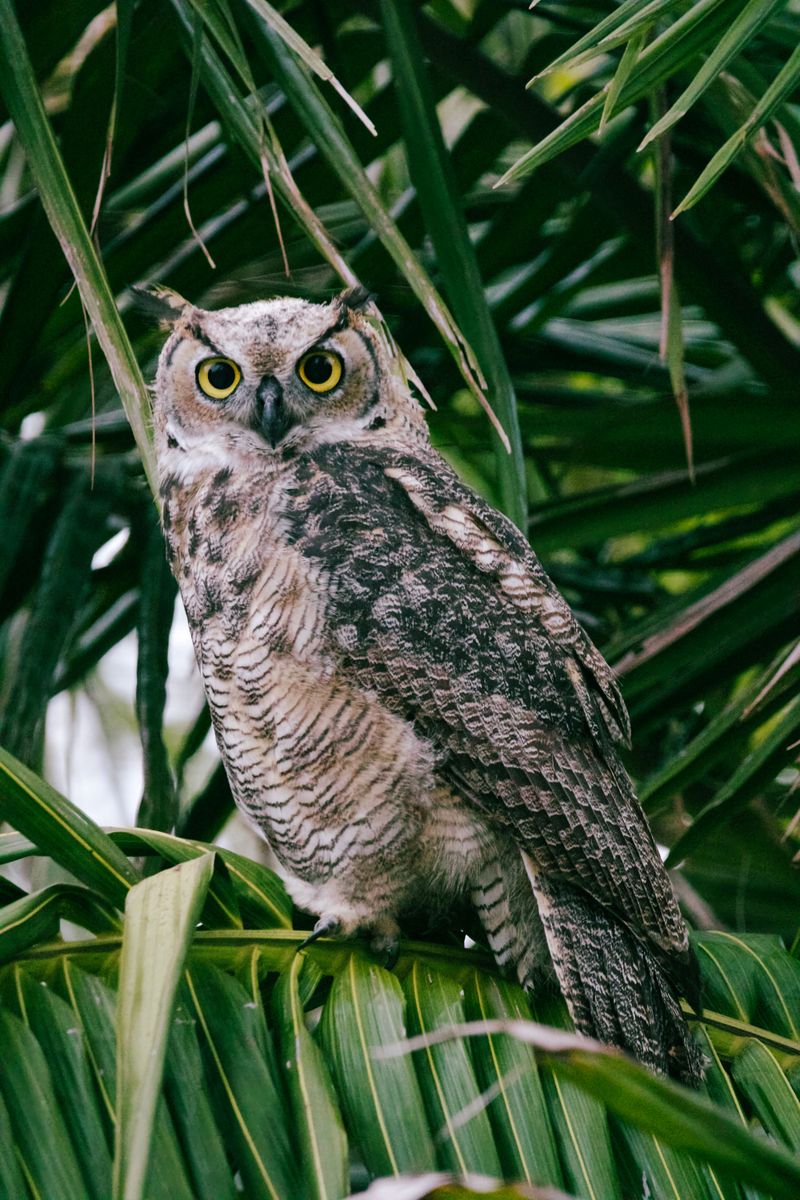 Identifying Which Owl Species Has Come To Your Yard