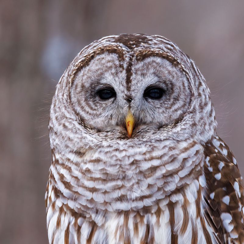 Identifying Which Owl Species You Likely Saw Identifying Which Owl Species You Likely Saw