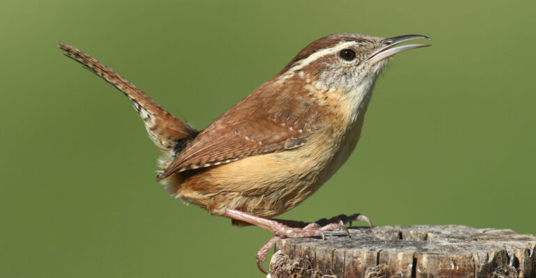 carolina wren