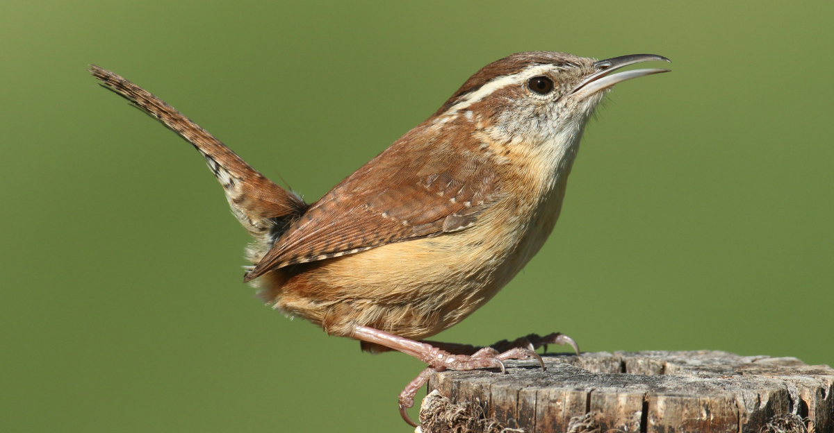 carolina wren