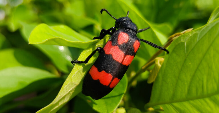 If You See This Beetle In Indiana Do Not Touch It And Do Not Move It