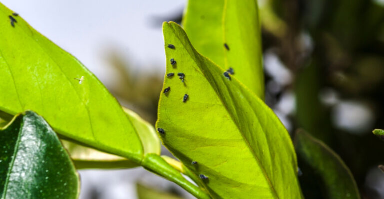 If You See This Tiny Bug On Your California Citrus Leaves, Report It Immediately
