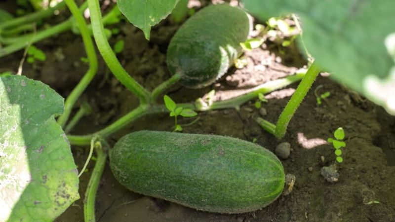 Ignoring Bitter Fruit As A Stress Sign Ignoring Bitter Fruit As A Stress Sign