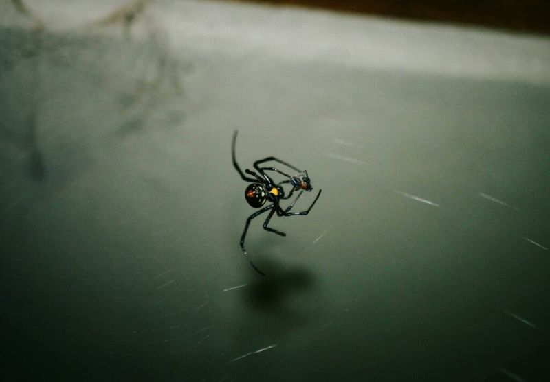 Ignoring Dark Corners In Sheds