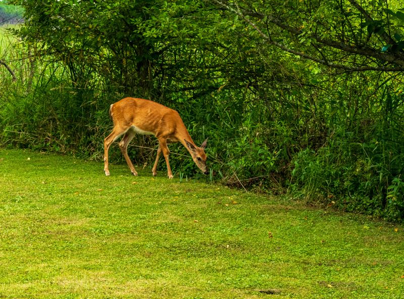 Ignoring Deer Traffic Through Unfenced Yards
