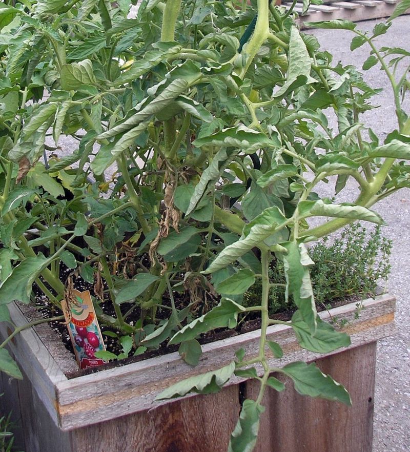 Ignoring Early Heat Stress