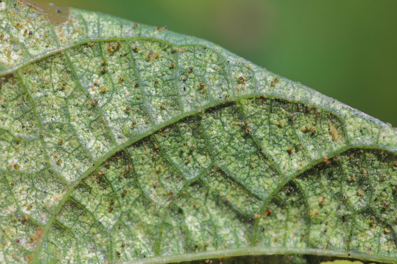 Ignoring Early Stippling On Foliage Ignoring Early Stippling On Foliage