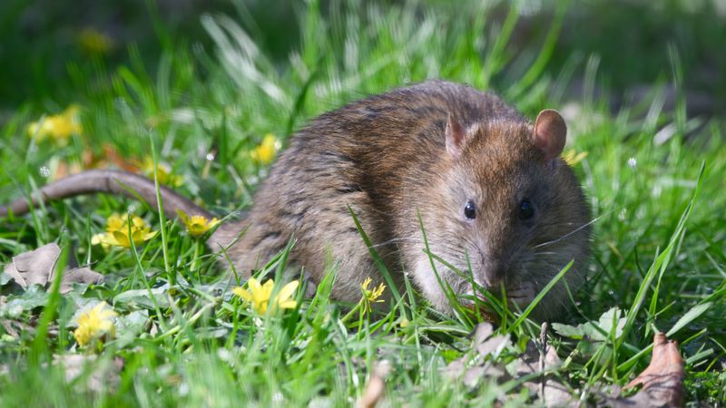 Ignoring Fallen Fruit And Garden Waste