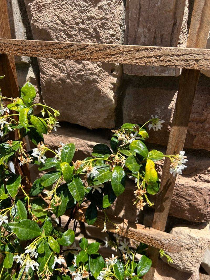 Ignoring Heat Stress On Exposed Leaves Ignoring Heat Stress On Exposed Leaves