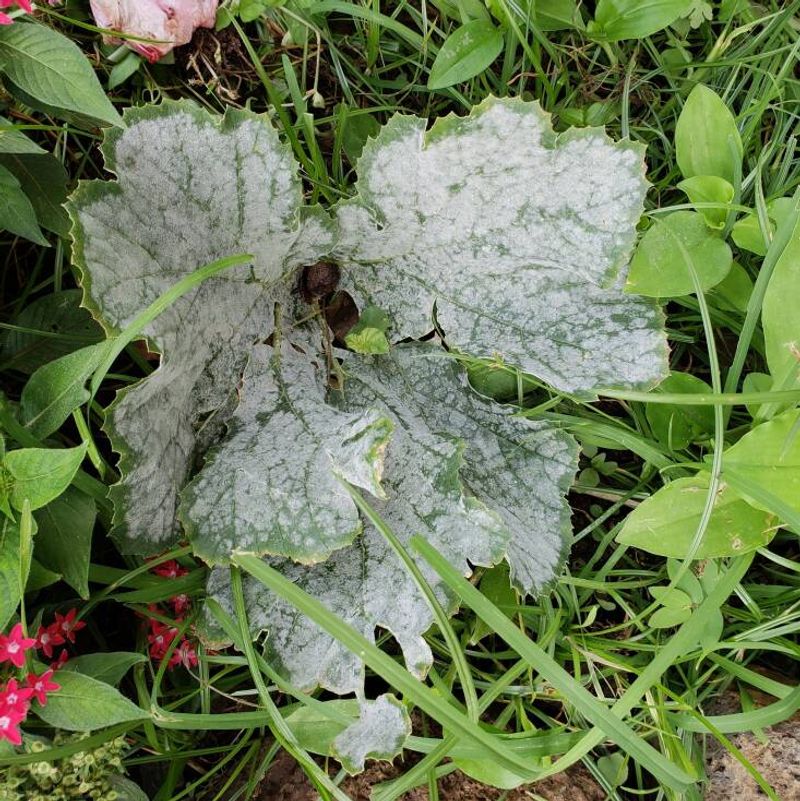 Ignoring Infected Leaves And Garden Debris