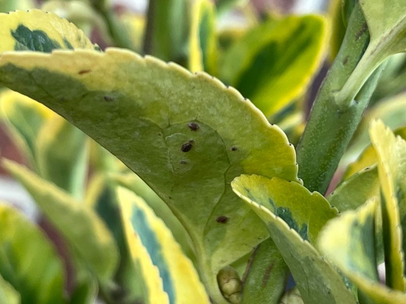 Ignoring Leaf Undersides Ignoring Leaf Undersides