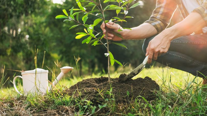Ignoring New Trees, Shrubs, And Recent Plantings Ignoring New Trees, Shrubs, And Recent Plantings