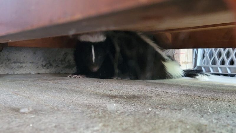Ignoring Open Crawl Space Vents Ignoring Open Crawl Space Vents