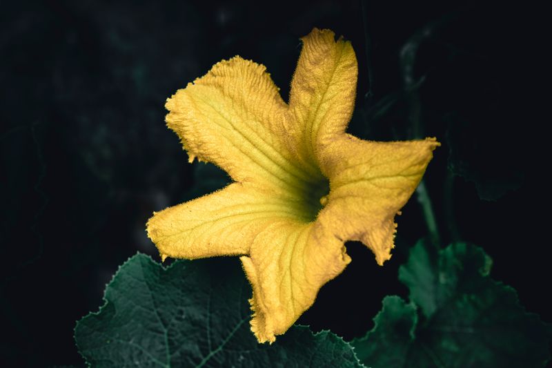 Ignoring Poor Pollination In The Flowers