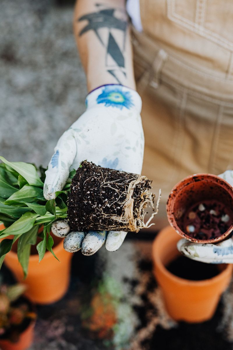Ignoring Pot Size And Root Crowding Ignoring Pot Size And Root Crowding