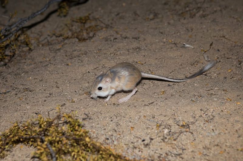 Ignoring Rodent Activity Around The Property