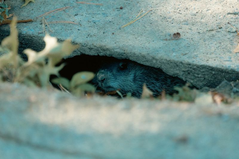 Ignoring Small Holes Or Burrows In The Lawn