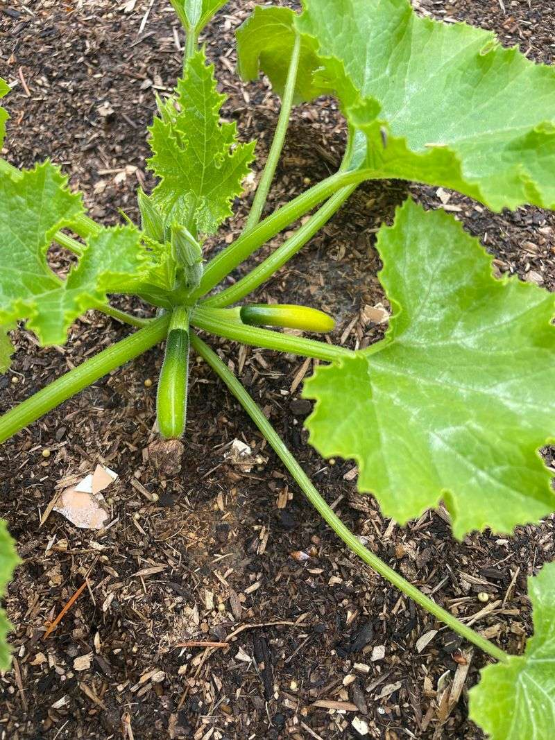 Ignoring Small Squash And Zucchini Problems Ignoring Small Squash And Zucchini Problems