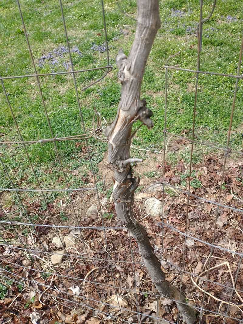 Ignoring Soil Testing Before Planting