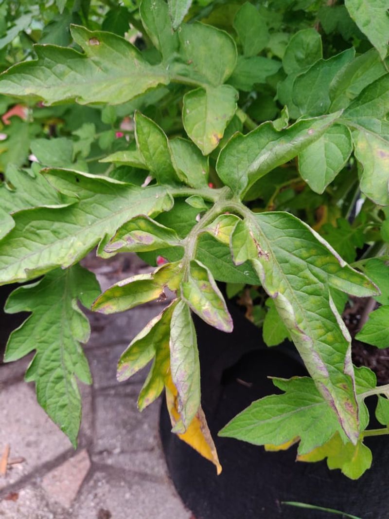 Ignoring Spotted Leaves At The Bottom First