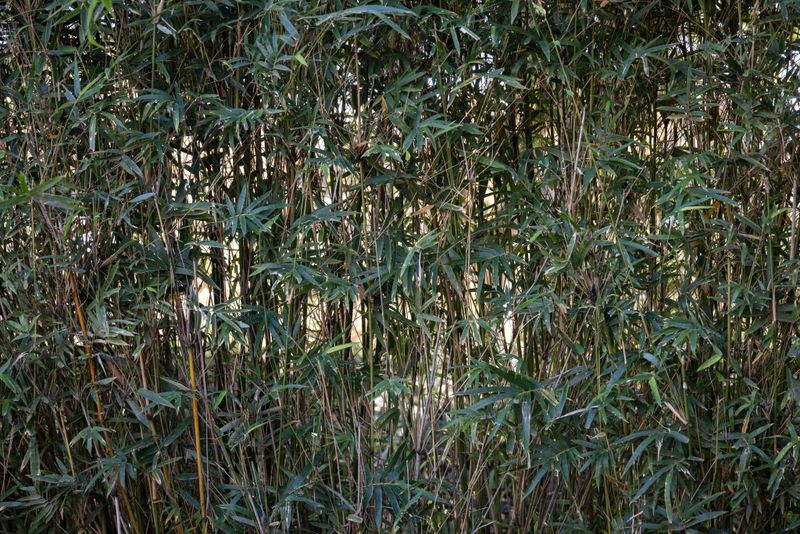 Illinois Counties May Classify Bamboo As A Nuisance Illinois Counties May Classify Bamboo As A Nuisance