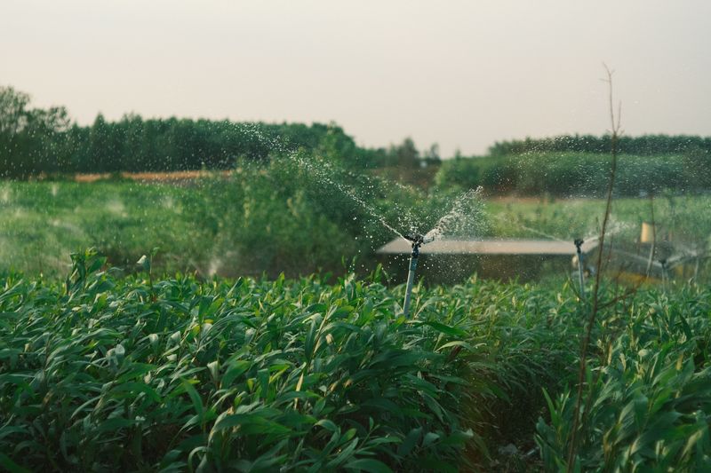 Illinois Heat Waves Change Watering Needs Illinois Heat Waves Change Watering Needs