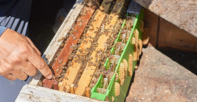 Illinois Just Had A Standout Honey Season, And Here’s Why