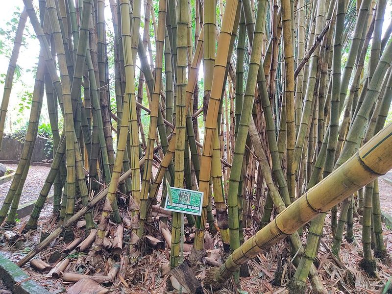 Illinois Laws Governing Invasive Plant Spread