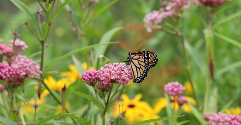Illinois Milkweed Tips To Support This Year’s Monarchs