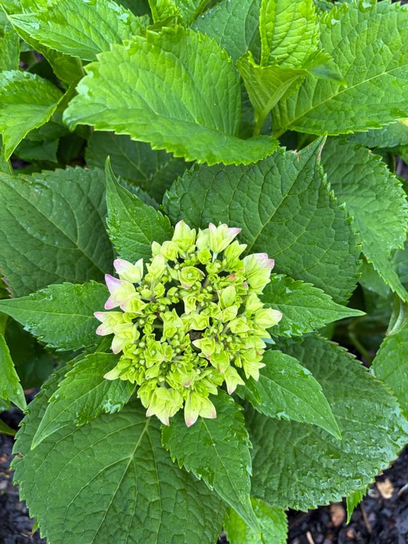 Immature Sepals Start Out Green Before Pigment Develops