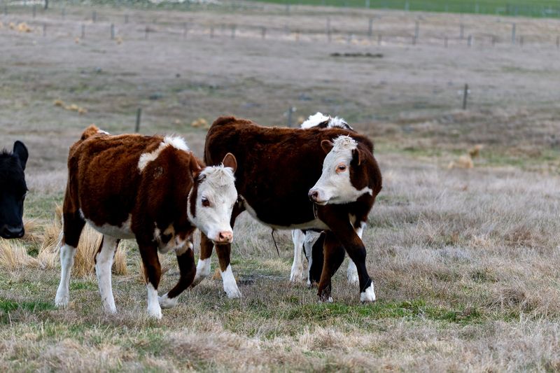 Impact On The Cattle Industry