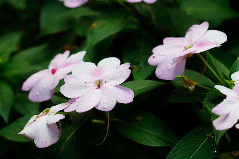 Impatiens