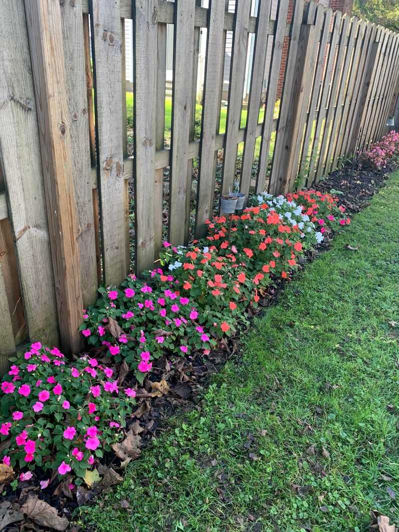Impatiens Prefer Cool Shade