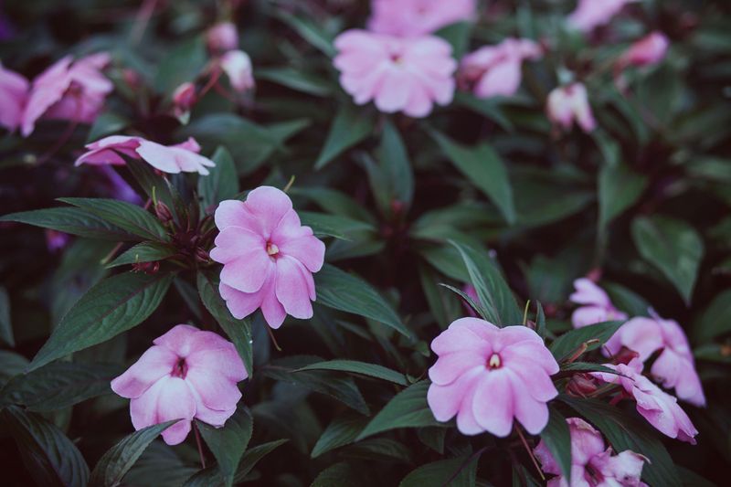 Impatiens