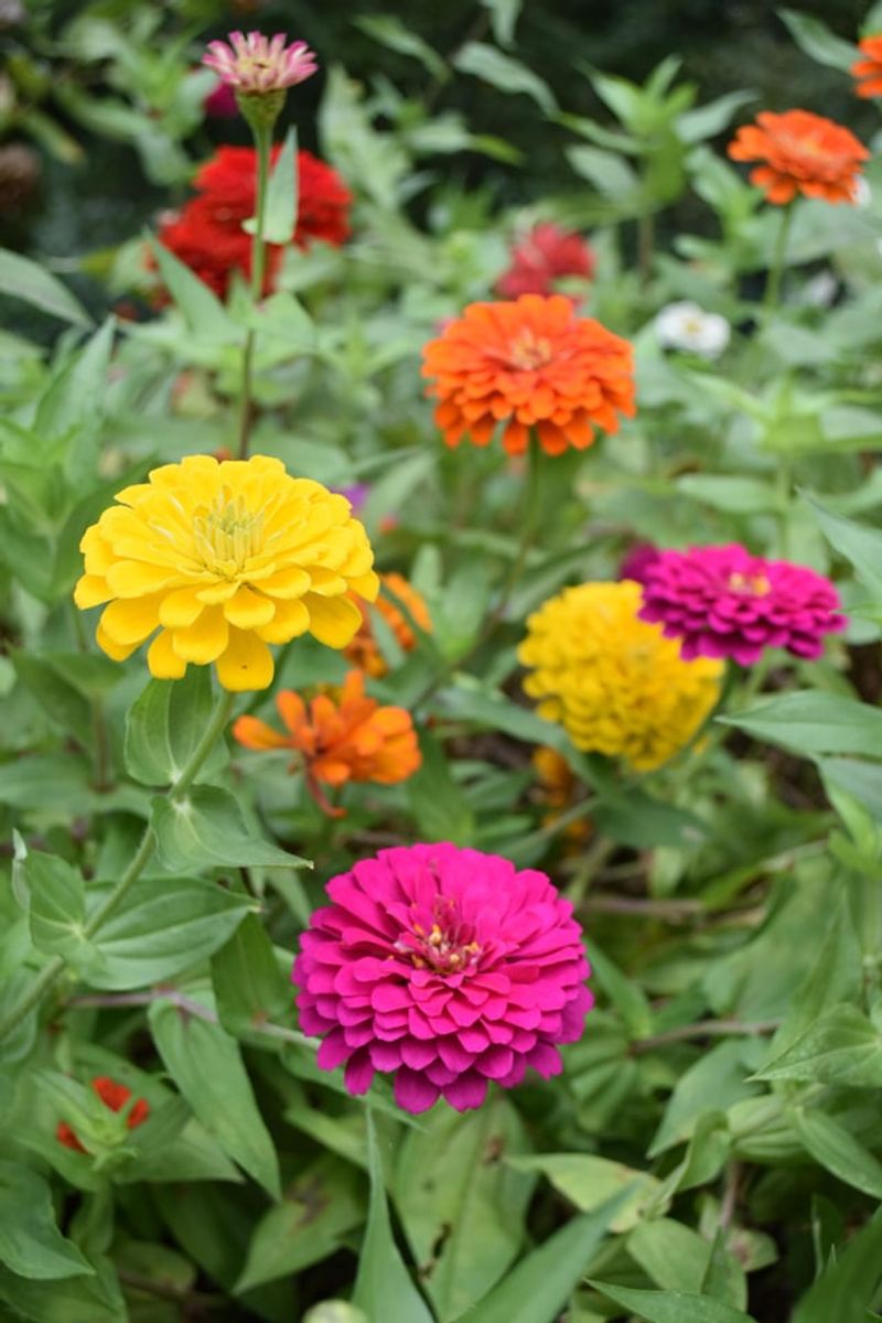 Improve Airflow Around Crowded Zinnias
