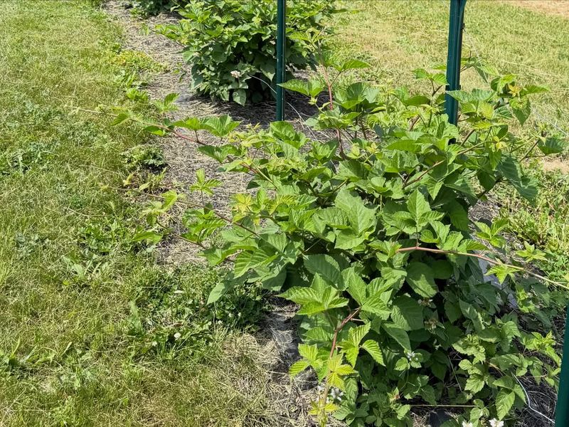 Improve Airflow Between Blackberry Plants Improve Airflow Between Blackberry Plants