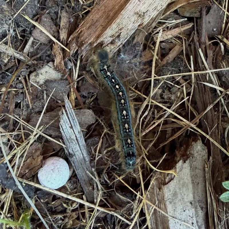 In Damp Sheltered Areas Near Field Edges
