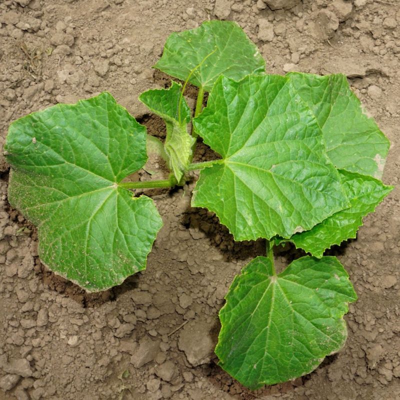 Inconsistent Watering And Moisture Stress Inconsistent Watering And Moisture Stress