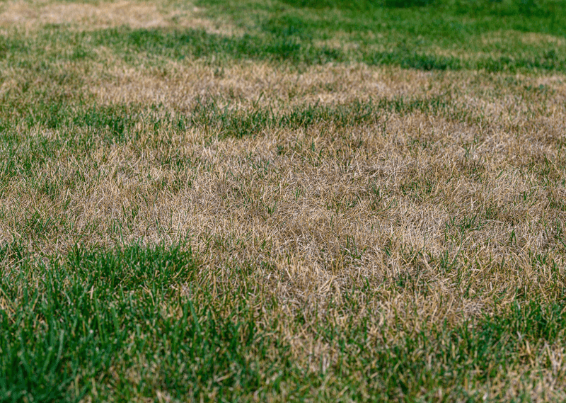 Inconsistent Watering Creates Thin Lawn Areas Inconsistent Watering Creates Thin Lawn Areas