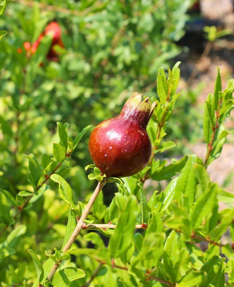 Inconsistent Watering Weakens Developing Fruit