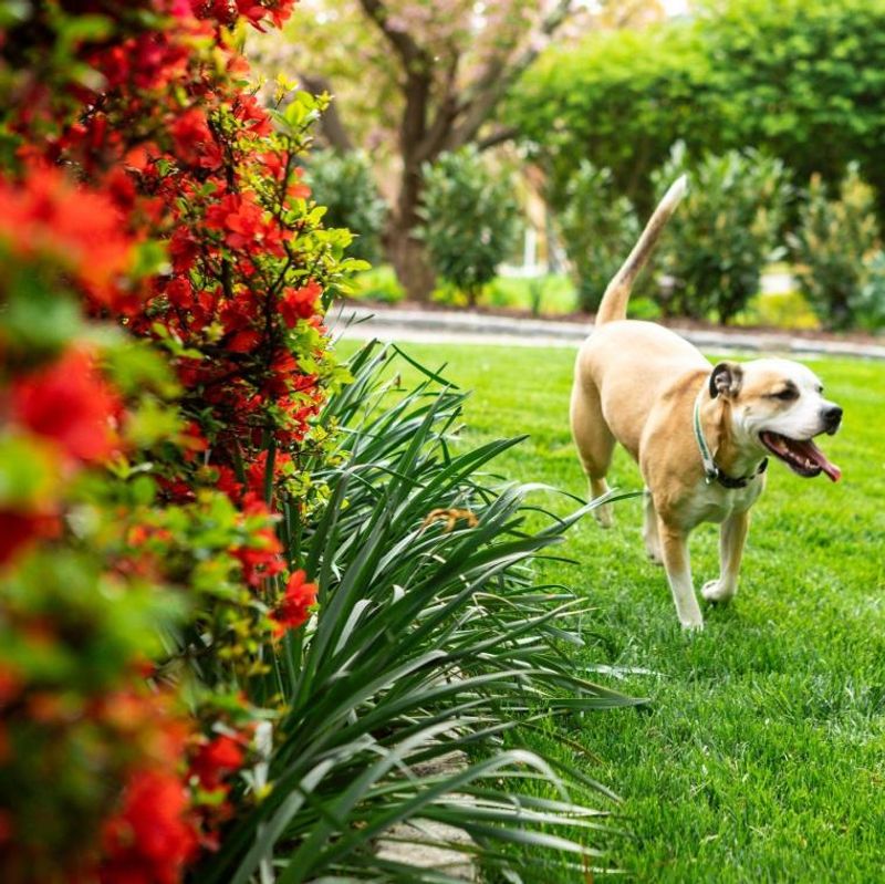 Increased Predator Or Dog Activity Nearby