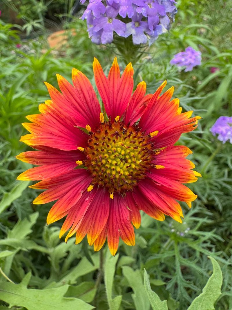 Indian Blanket Keeps Pollinators Moving Indian Blanket Keeps Pollinators Moving